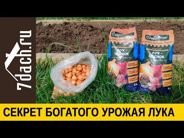 Секрет богатого урожая лука - 7 дач