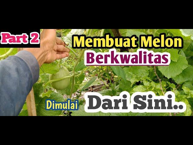 Cara Seleksi Calon Buah Melon Yang berkwalitas#part. 2 Seleksi Buah#