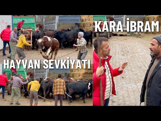 İTHAL DANA YÜKLEME VE SEVKİYAT