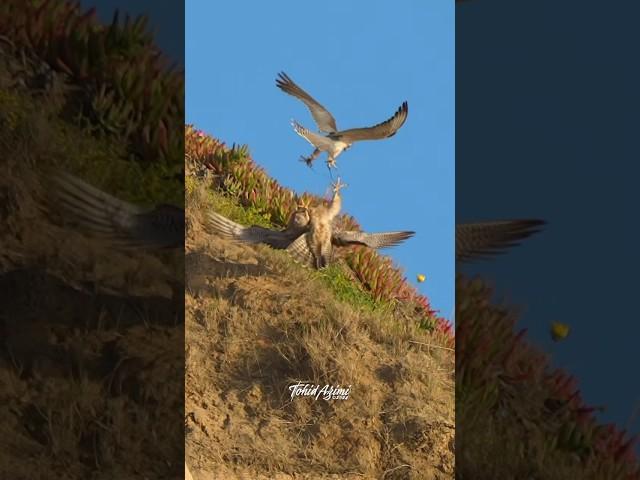 Female Peregrine Falcon responds an intruding falcons harassment. #falcons #peregrinefalcon #birds