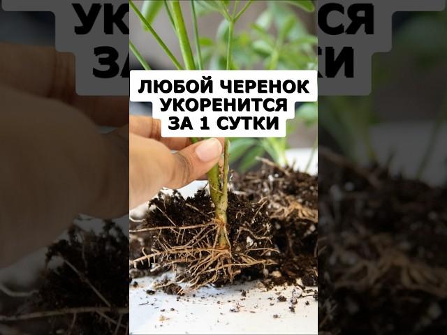 Самое действенное средство для укоренения всех черенков #огород #сад #цветы #дача