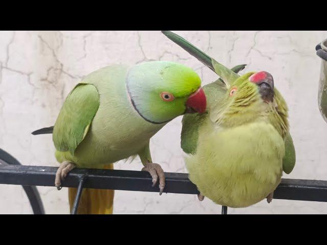 The Best Talking Parrot Saying Mithu Mithu