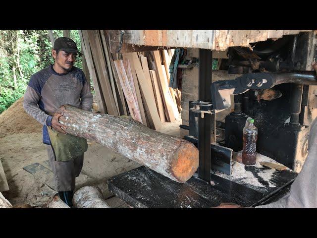 Proses penggergajian kayu mahoni mantap