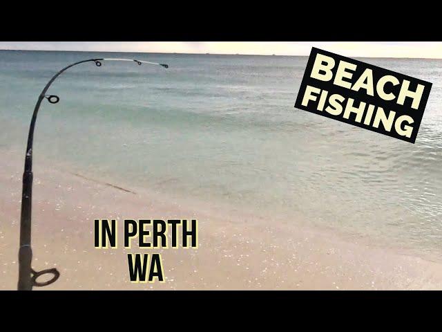 Beach Fishing In Perth Western Australia | Best Cut Bait!! EP.3