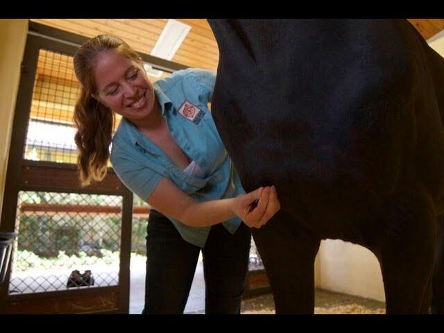 Equine Sports and Alternative Medicine Veterinarian, Dr. Janet Greenfield Davis