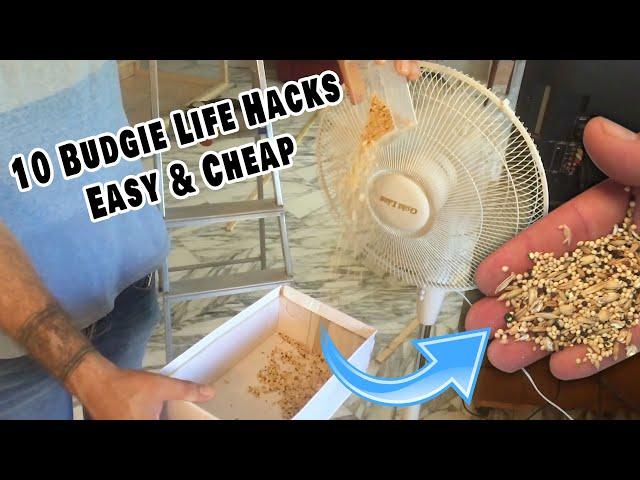 10 Budgie Life Hacks (Easy and Cheap)