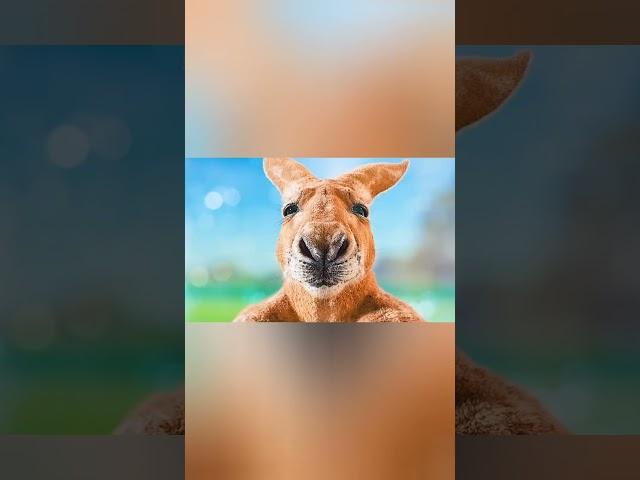 intelligent kangaroo  #movie #film