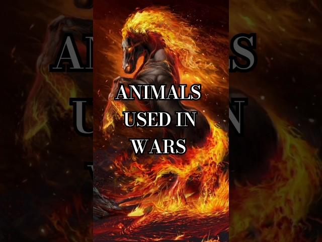 ANIMALS used in WARS : ToP 10