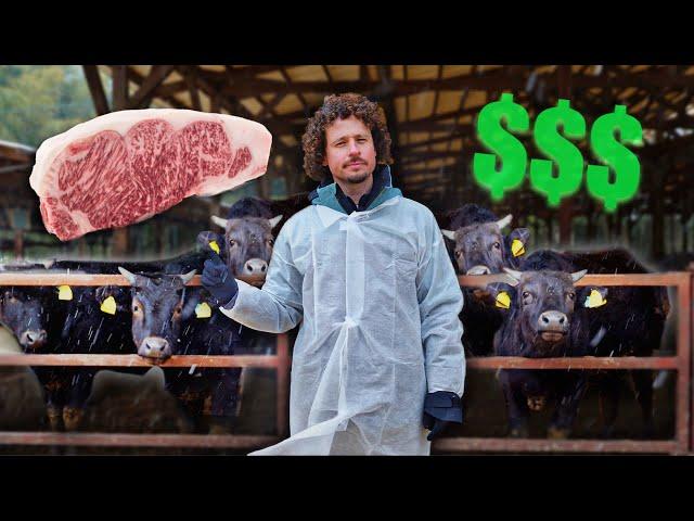 Así se hace la carne más cara del mundo: KOBE $$$ | ¡Vacas millonarias! 