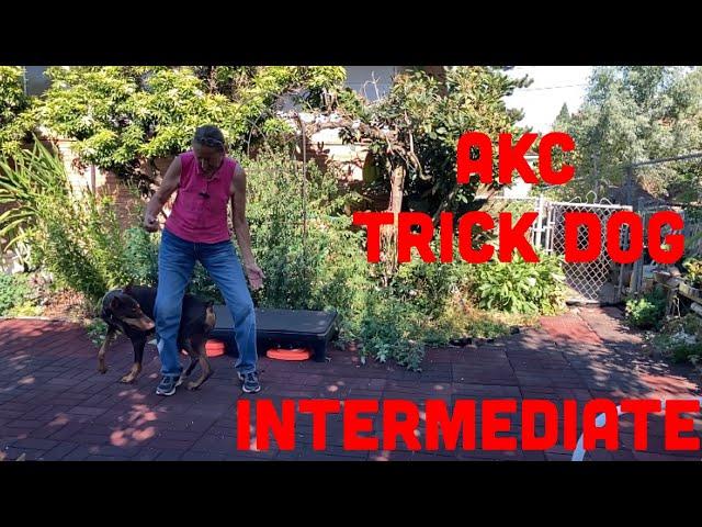 AKC Trick Dog - Intermediate