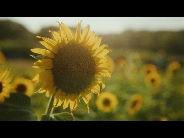 The Sunflower Field / Lumix S5IIX Sample Footage / 6k Open Gate