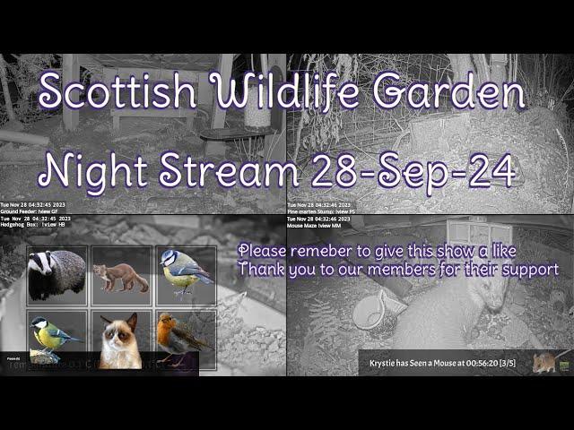 Night Stream September 28th 2024 | Bird Feeders, Wildlife Cameras Scotland UK from SWG