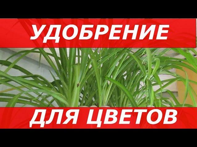 Удобрение Для Цветов или Чем Я поливаю Свои Цветы