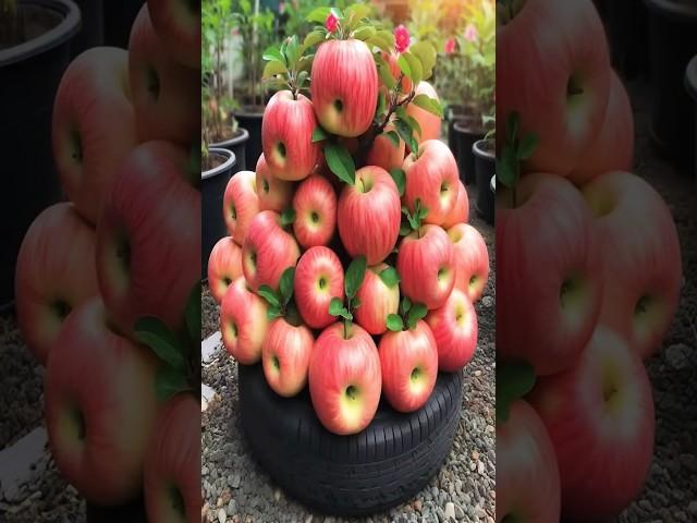 #gardening #applegrowers #appleharvest #garden #fruit #appleorchard #pomegranate