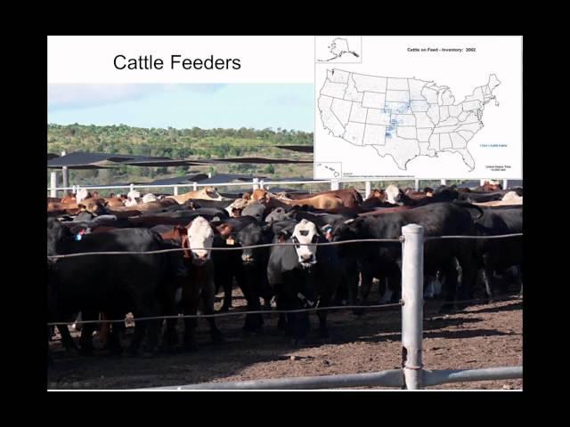 Cattle Market Basics