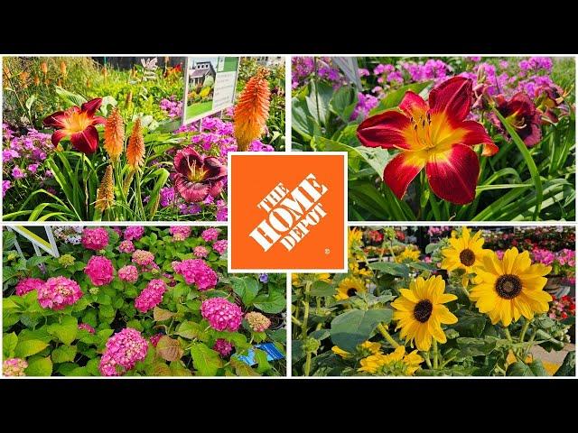 Late June 2024 Home Depot Garden Center Plants Perennials & Shrubs NEW ARRIVALS!