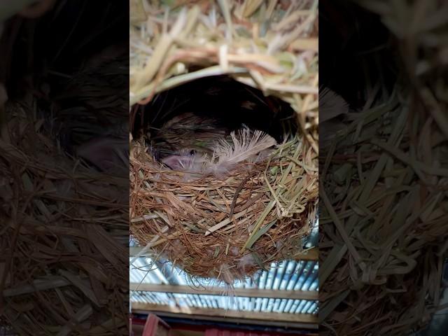 Village Weaver Chick in nest (in aviary with cockatoos, budgies and chickens)