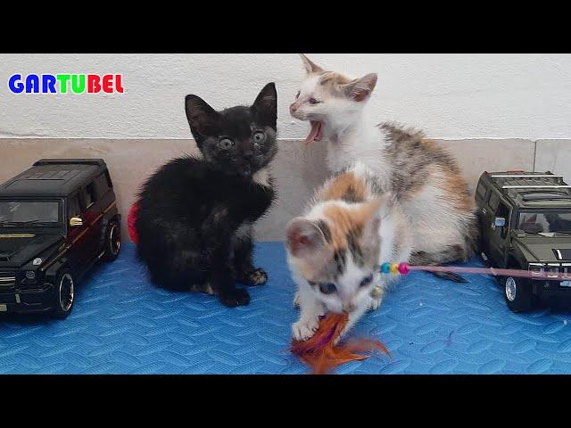 Cute Kittens With Funniest Situations And Practice Skills - Cats Funny 2023
