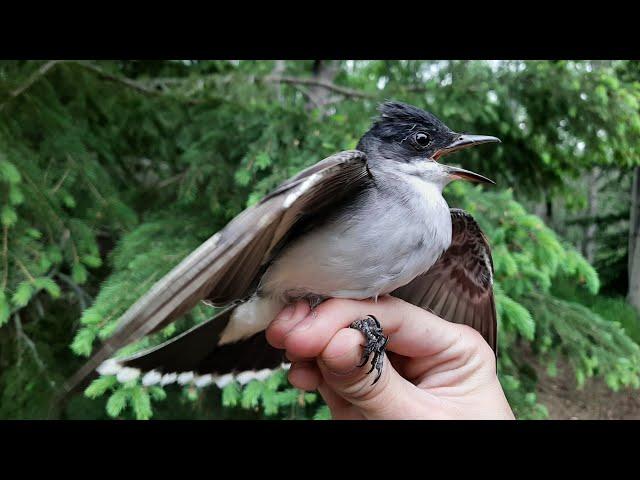 BirdBytes - Eastern Kingbirds: The Emperors with New Robes