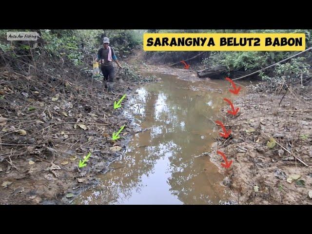 PENCARIAN SARANG BELUT TOBRUT DI RAWA SARANG PREDATOR