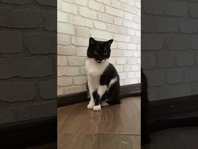 когда тебе 18..#мурка#котик#юмор#шортс#2025 .