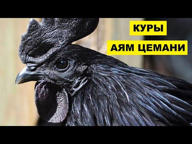 Разведение кур породы Аям Цемани как бизнес идея | Куры Аям Цемани