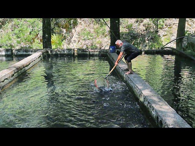 Oven Baked Fish | Claypot Trout with Vegetables and Grilled Fish Recipe | Fish Farm