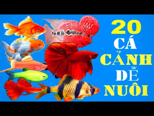 20 loài cá cảnh đẹp dễ nuôi nhất cho người mới chơi cá cảnh #1