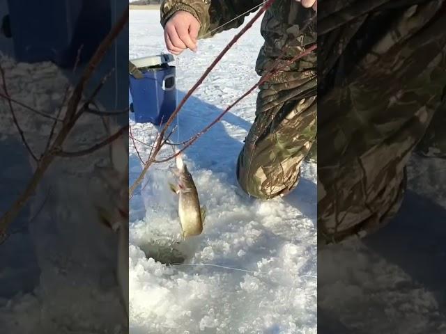 Зубастая, клыкастая, жалко маленькая #рыбалка #селигер #щука
