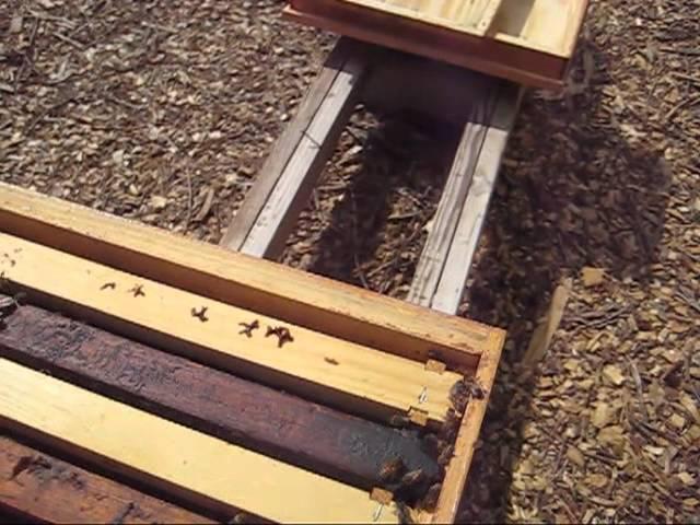 Beekeeping: How To Inspect A Honey Bee Hive