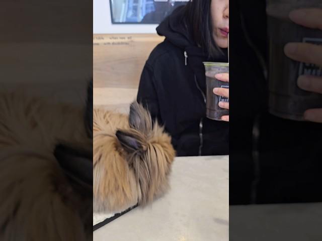 Bunny Diary： tea time w 2 beauties #rabbit #rabbitvlog  #rabbitnyc #bunnynyc