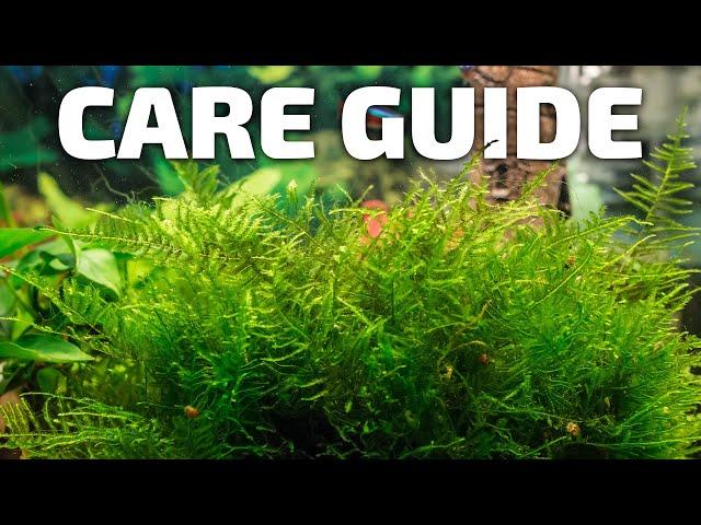 How to Care for Java Moss - Perfect Plant for Breeding Fish