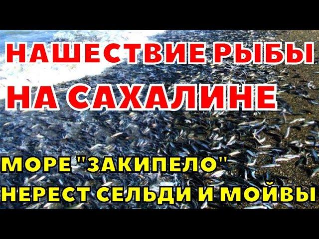 На Сахалине на берег выбросило тонны сельди и мойвы. Нашествие рыбы на пляж в Томари 19 апреля 2023