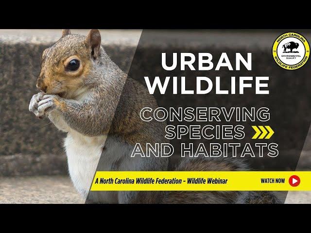 Urban Wildlife: Conserving Species and Habitats - North Carolina Wildlife Federation