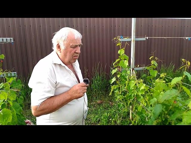 Отличный сорт  винограда Ла Креснт / La Crescent.  Общая характеристика и практика выращивания.
