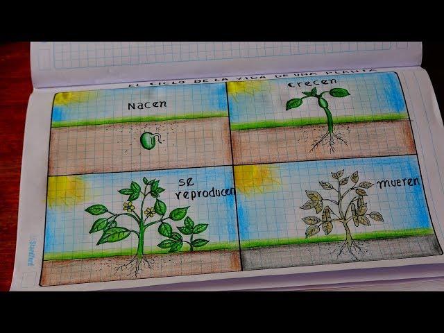 Dibujando el Ciclo de la vida de las Plantas
