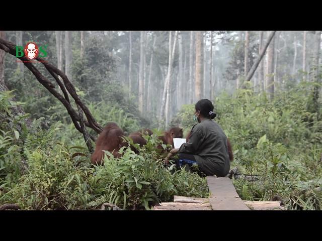 Brände auf Borneo: Unsere Orang-Utans leiden| BOS | orangutan.de