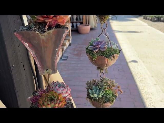 Roger's Garden - Cactus & Succulents