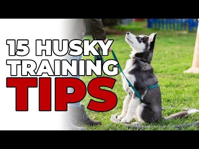 15 Best Siberian Husky Puppy Training Tips You Need To Know