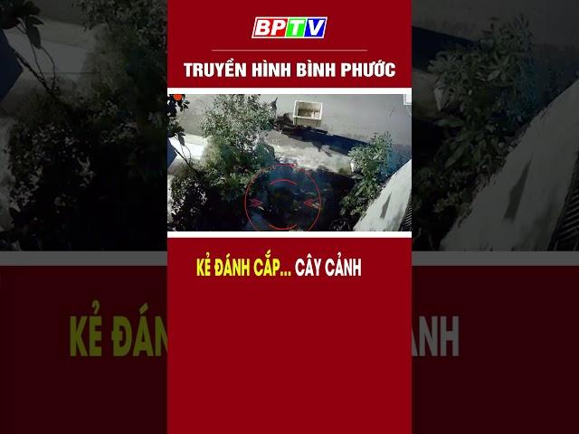 Kẻ đánh cắp… cây cảnh #shorts  | BPTV