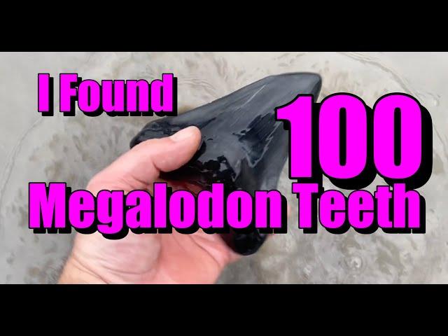 100 Megalodon Teeth Found Near Charleston South Carolina