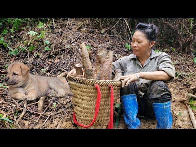 Harvesting cassava roots, digging up wild cassava to sell and picking mushrooms for cooking.