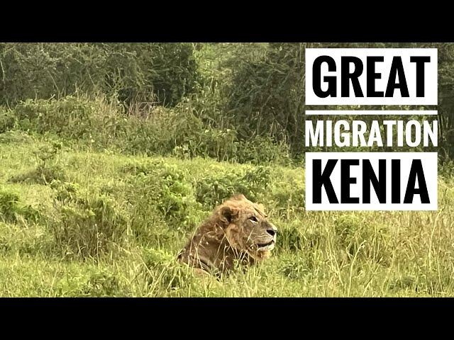 KENIA LA GRAN MIGRACIÓN 2024