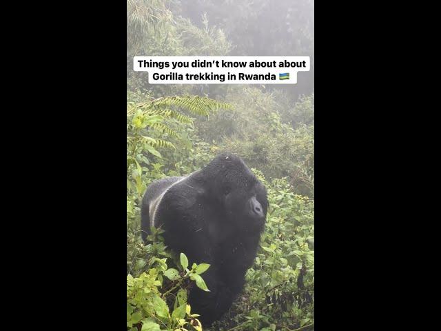 Things you didn’t know about gorilla trekking in Rwanda 