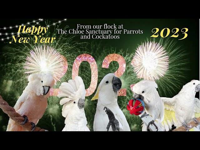 Happy New Year Cockatoo friends from our flock at The Chloe Sanctuary for Parrots and Cockatoos.