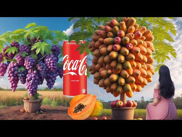 Simple tips for Grafting Papaya with Grapes and Cocacola get Papaya tree Have Alot of Grapes fruits