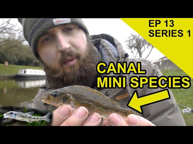 Canal Mini Species: Chasing Scales Species Hunt  (EPISODE 13)