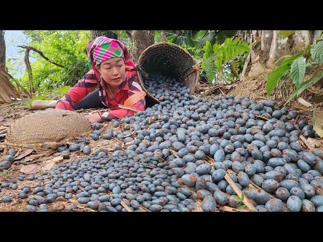 Harvesting palm fruits to sell at the market, Enjoying alone in the farm | Lý Thị Phương