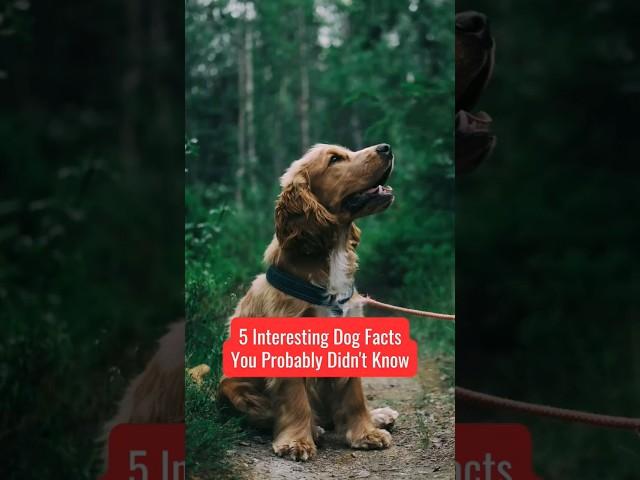 Learn 5 more unknown interesting dog facts #shorts