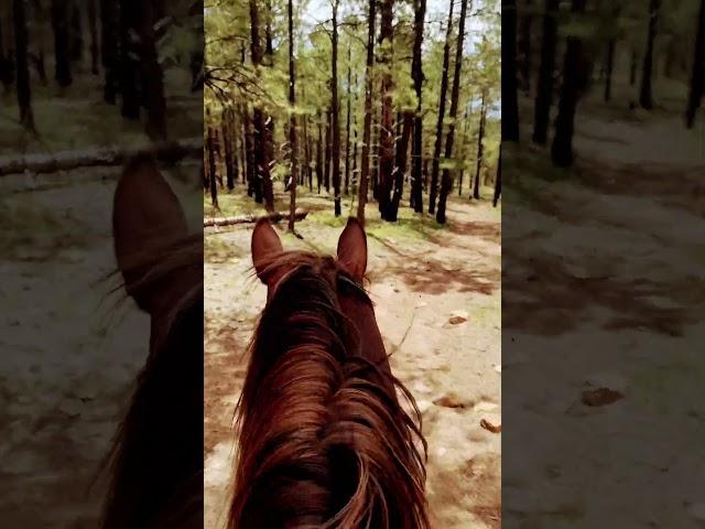 Trail Ride! #horse #horses #horseriding #horselover #trailride #trailriders #moab #moabutah #utah